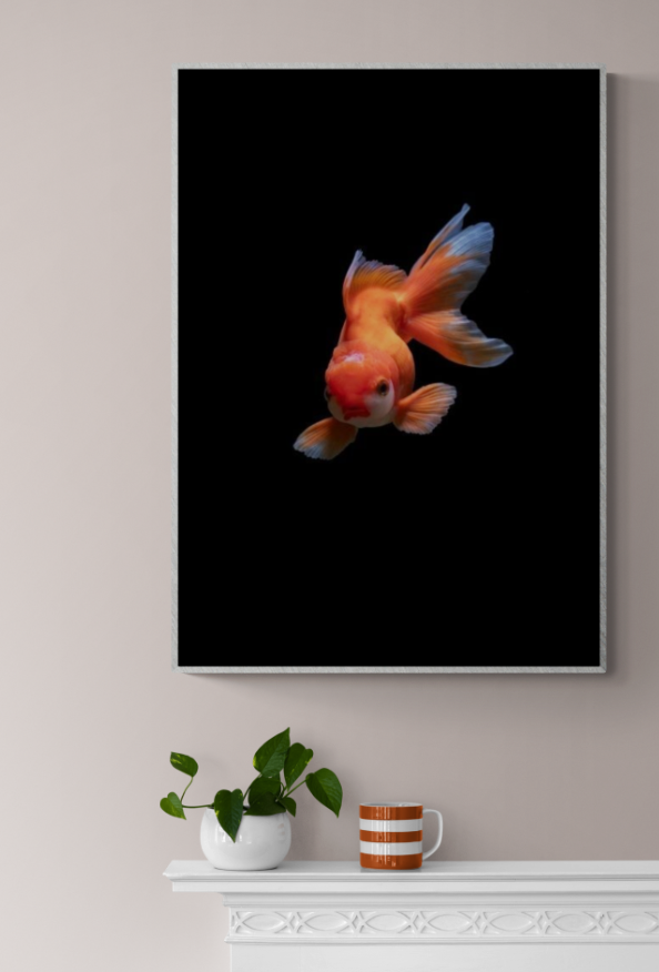 Goldfish on Black Background